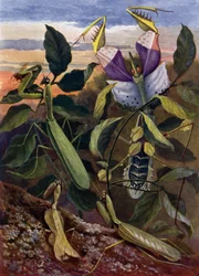 Insectes priants